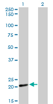 Western blot of COX4I2 expression in transfected 293T cell line by COX4I2 monoclonal antibody (M01), clone 1F2.