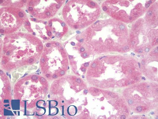 Anti-COX4I2 antibody IHC staining of human kidney. Immunohistochemistry of formalin-fixed, paraffin-embedded tissue after heat-induced antigen retrieval. Antibody LS-B9672 concentration 20 ug/ml.
