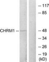 Western blot of extracts from HepG2 cells, using CHRM1 Antibody. The lane on the right is treated with the synthesized peptide.