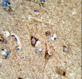 Formalin-fixed and paraffin-embedded human brain tissue reacted with COX5A Antibody , which was peroxidase-conjugated to the secondary antibody, followed by DAB staining. This data demonstrates the use of this antibody for immunohistochemistry; clinical relevance has not been evaluated.