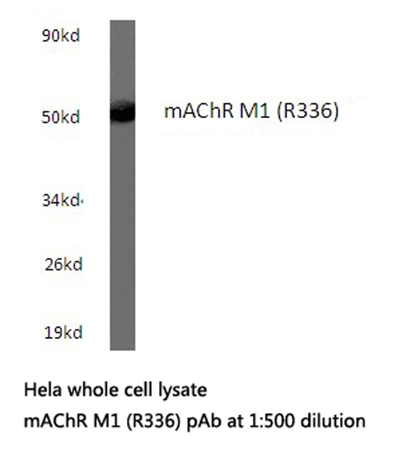 Western blot of mAChR M1 (R336) pAb in extracts from HeLa cells.