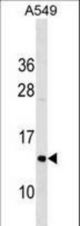 COX5B Antibody western blot of A549 cell line lysates (35 ug/lane). The COX5B antibody detected the COX5B protein (arrow).