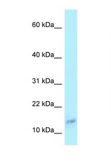 COX6A1 antibody LS-C146095 Western blot of 293T Cell lysate. Antibody concentration 1 ug/ml.