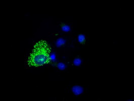 Anti-COX6A1 mouse monoclonal antibody immunofluorescent staining of COS7 cells transiently transfected by pCMV6-ENTRY COX6A1.
