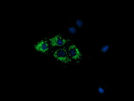 Anti-COX6A1 mouse monoclonal antibody immunofluorescent staining of COS7 cells transiently transfected by pCMV6-ENTRY COX6A1.