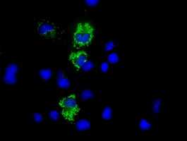 Anti-COX6A1 mouse monoclonal antibody immunofluorescent staining of COS7 cells transiently transfected by pCMV6-ENTRY COX6A1.