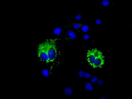 Anti-COX6A1 mouse monoclonal antibody immunofluorescent staining of COS7 cells transiently transfected by pCMV6-ENTRY COX6A1.