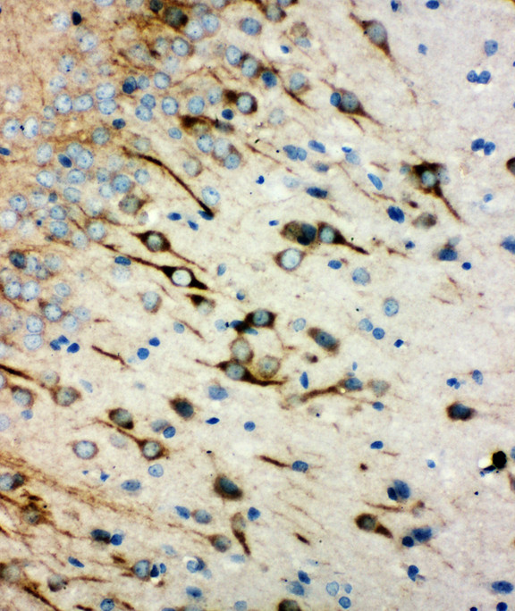 CHRM1 / M1 antibody. IHC(P): Rat Brain Tissue.