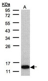 Sample (30 ug of whole cell lysate). A: Raji. 12% SDS PAGE. COX6A2 antibody diluted at 1:500