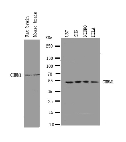 WB of CHRM1 / M1 antibody. Lane 1: Rat Brain Tissue Lysate. Lane 2: Mouse Brain Tissue Lysate. Lane 3: U87 Cell Lysate. Lane 4: SHG Cell Lysate. Lane 5: NEURO Cell Lysate. Lane 6: HELA Cell Lysate.