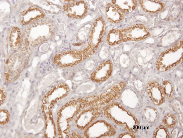 Immunoperoxidase of monoclonal antibody to COX6C on formalin-fixed paraffin-embedded human kidney. [antibody concentration 3 ug/ml]