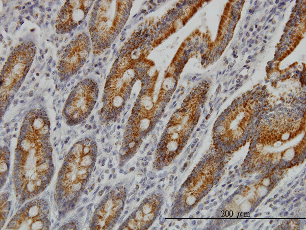 Immunoperoxidase of monoclonal antibody to COX6C on formalin-fixed paraffin-embedded human small Intestine. [antibody concentration 1 ug/ml]