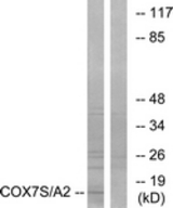 Western blot of extracts from rat heart cells, using COX7S/A2 Antibody. The lane on the right is treated with the synthesized peptide.