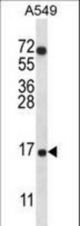 COX7A2L Antibody western blot of A549 cell line lysates (35 ug/lane). The COX7A2L antibody detected the COX7A2L protein (arrow).