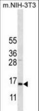 COX7A2L Antibody western blot of mouse NIH-3T3 cell line lysates (35 ug/lane). The COX7A2L antibody detected the COX7A2L protein (arrow).