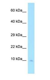 COX7C antibody Western Blot of Human heart.