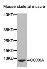 Western blot analysis of extracts of Mouse skeletal muscle cell line, using COX8A antibody.