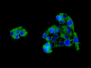 Immunofluorescent staining of HepG2 cells using anti-COX6B1 antibody.