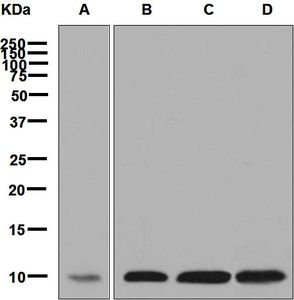 Western blot analysis on (A) HL-60, (B) HepG2, (C) HeLa, and (D) Caco-2 cell lysates using anti-COX6B1 antibody.