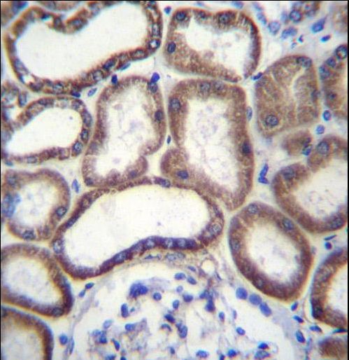 COX6B1 Antibody immunohistochemistry of formalin-fixed and paraffin-embedded human kidney tissue followed by peroxidase-conjugated secondary antibody and DAB staining.