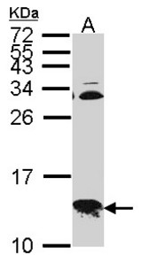 Sample (30 ug of whole cell lysate). A: Hep G2 . 15% SDS PAGE. COX6B1 antibody. COXG / COX6B1 antibody diluted at 1:1000.