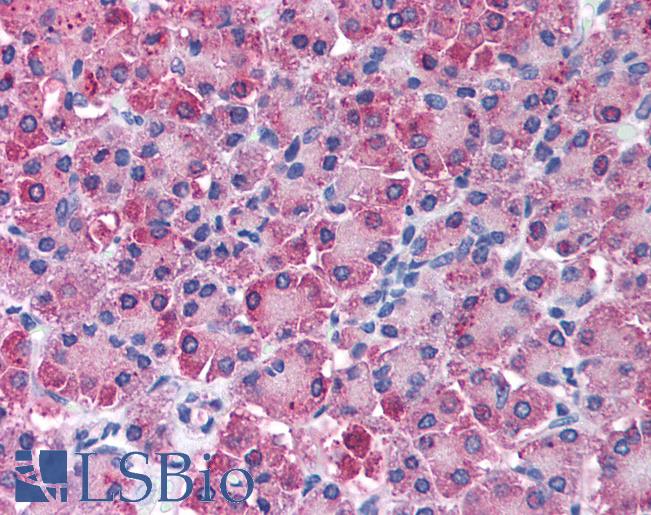 Anti-CPA1 antibody IHC of human pancreas. Immunohistochemistry of formalin-fixed, paraffin-embedded tissue after heat-induced antigen retrieval. Antibody LS-B1440 concentration 5 ug/ml.