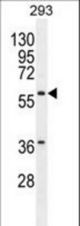 CPA2 Antibody western blot of 293 cell line lysates (35 ug/lane). The CPA2 antibody detected the CPA2 protein (arrow).