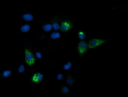 Anti-CPA2 mouse monoclonal antibody immunofluorescent staining of COS7 cells transiently transfected by pCMV6-ENTRY CPA2.