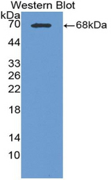 Western blot of recombinant CPA3.