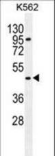 CPA3 Antibody western blot of K562 cell line lysates (35 ug/lane). The CPA3 antibody detected the CPA3 protein (arrow).
