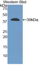 Western blot of recombinant CPB / Carboxypeptidase B.