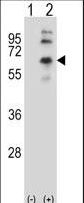 Western blot of CHRM2 (arrow) using rabbit polyclonal CHRM2 Antibody. 293 cell lysates (2 ug/lane) either nontransfected (Lane 1) or transiently transfected (Lane 2) with the CHRM2 gene.