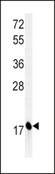 Western blot of CPLX1 Antibody in mouse brain tissue lysates (35 ug/lane). CPLX1 (arrow) was detected using the purified antibody.