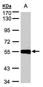 Sample (30 ug whole cell lysate). A: Hep G2 . 7.5% SDS PAGE. CPM / Carboxypeptidase M antibody diluted at 1:500
