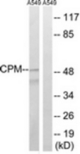 Western blot of extracts from A549 cells, using CPM Antibody. The lane on the right is treated with the synthesized peptide.