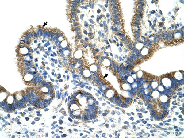 CPNE1 antibody LS-C31689 was used in IHC to stain formalin-fixed, paraffin-embedded human intestine.