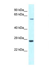 CPNE3 antibody LS-C145834 Western blot of Fetal Heart lysate. Antibody concentration 1 ug/ml.