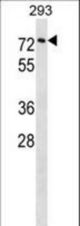 CPNE3 Antibody western blot of 293 cell line lysates (35 ug/lane). The CPNE3 antibody detected the CPNE3 protein (arrow).