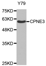 Western blot analysis of extracts of Y79 cell lines, using CPNE3 antibody.