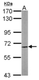 Sample (50 ug of whole cell lysate). A: Mouse brain. 7.5% SDS PAGE. CPNE3 antibody diluted at 1:1000.