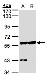 Sample (30 ug of whole cell lysate). A: HeLa S3, B: Hep G2. 7.5% SDS PAGE. CPNE3 antibody diluted at 1:500