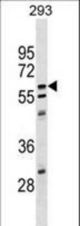 CPNE5 Antibody western blot of 293 cell line lysates (35 ug/lane). The CPNE5 antibody detected the CPNE5 protein (arrow).