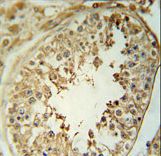 CPNE8 Antibody immunohistochemistry of formalin-fixed and paraffin-embedded human testis tissue followed by peroxidase-conjugated secondary antibody and DAB staining.
