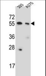 CPNE8 Antibody western blot of 293,A375 cell line lysates (35 ug/lane). The CPNE8 antibody detected the CPNE8 protein (arrow).