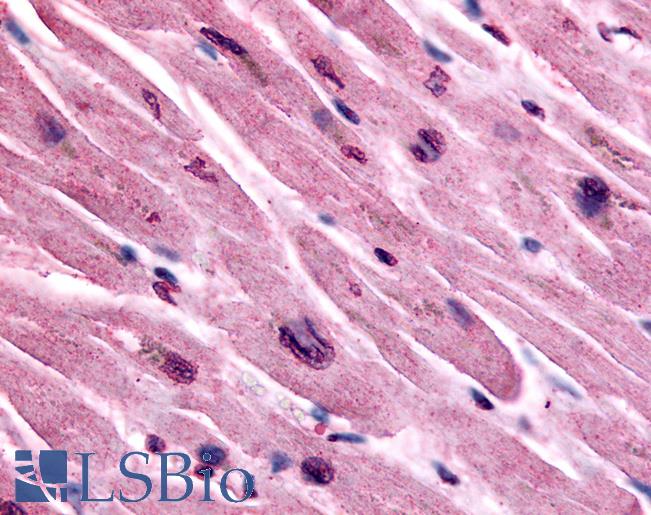 Anti-CHRM3 / M3 antibody LS-A1421 IHC of human heart. Immunohistochemistry of formalin-fixed, paraffin-embedded tissue after heat-induced antigen retrieval.