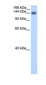 CPSF1 antibody LS-C40321 Western blot of Transfected 293T cell lysate.