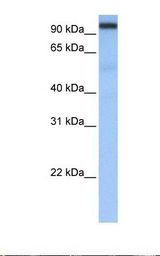 Heart cell lysate. Antibody concentration: 0.5 ug/ml. Gel concentration: 12%.