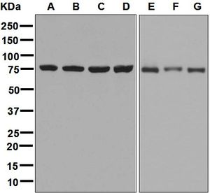 Western blot analysis on (A) HeLa, (B) 293T, (C) Jurkat, (D) Caco-2, (E) RAW 264.7, (F) PC-12, and (G) NIH/3T3 cell lysates using anti-CPSF3 antibody.