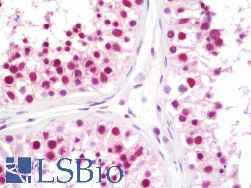 Anti-CPSF3 / CPSF antibody IHC staining of human testis. Immunohistochemistry of formalin-fixed, paraffin-embedded tissue after heat-induced antigen retrieval. Antibody LS-B11044 dilution 1:100.
