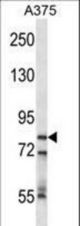 CPSF3 Antibody western blot of A375 cell line lysates (35 ug/lane). The CPSF3 antibody detected the CPSF3 protein (arrow).